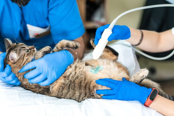 Gatti con insufficienza renale