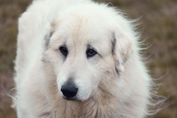 Mastino dei Pirenei