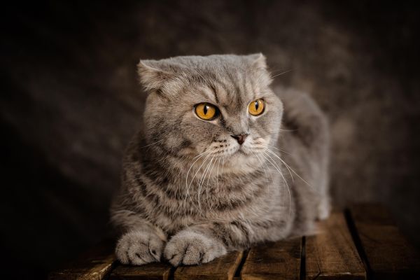 Gatto Scottish