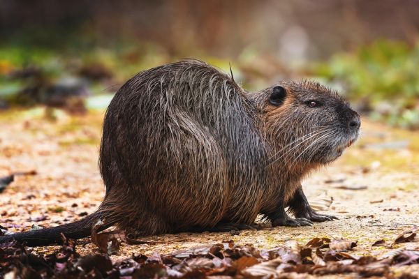 Nutria
