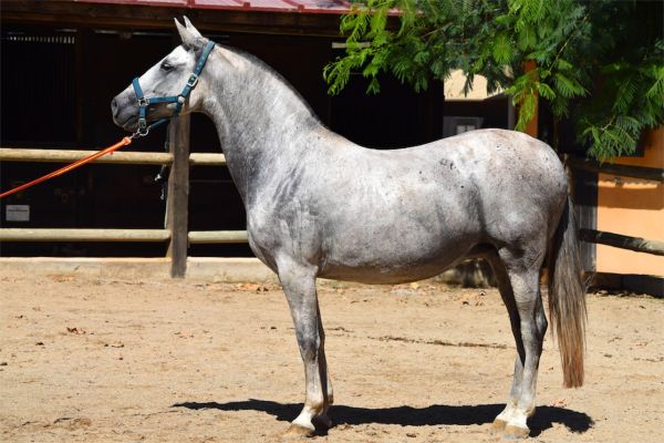 Cavallo Andaluso
