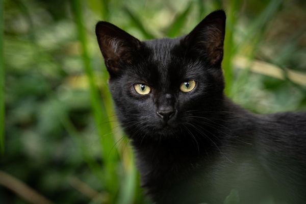 Gatto Bombay