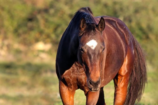 cavallo anglo arabo