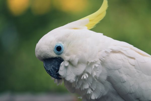 Cacatua dal ciuffo giallo
