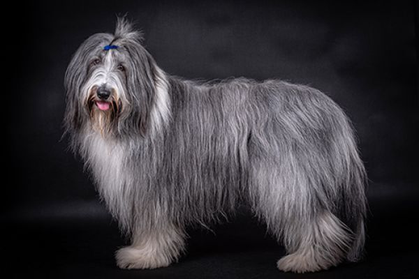 Bearded Collie