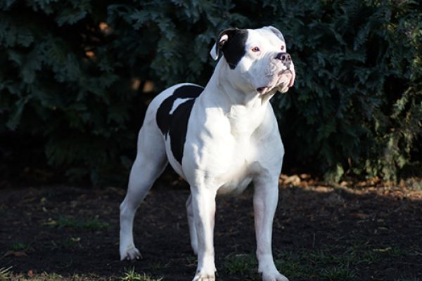 American bulldog