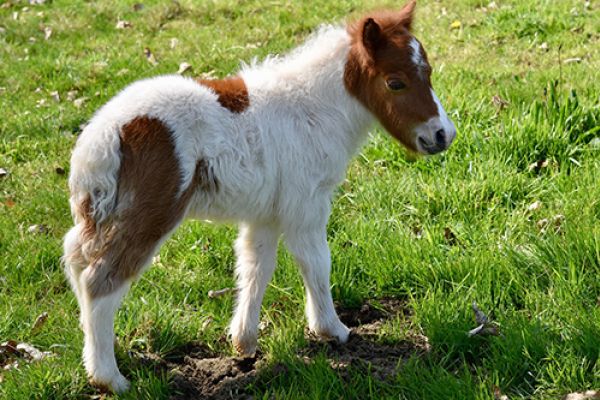Welsh Pony