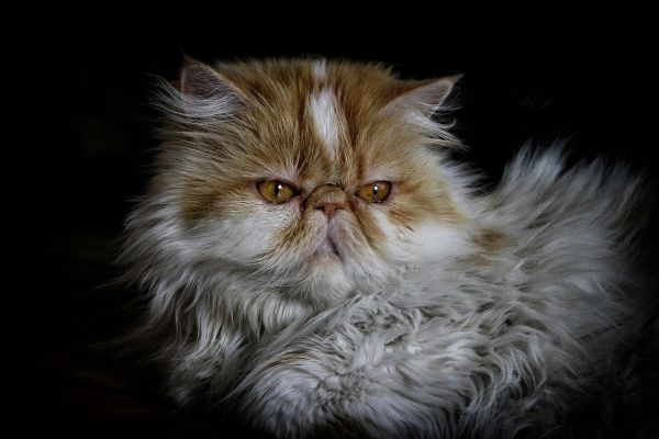 Gatto persiano