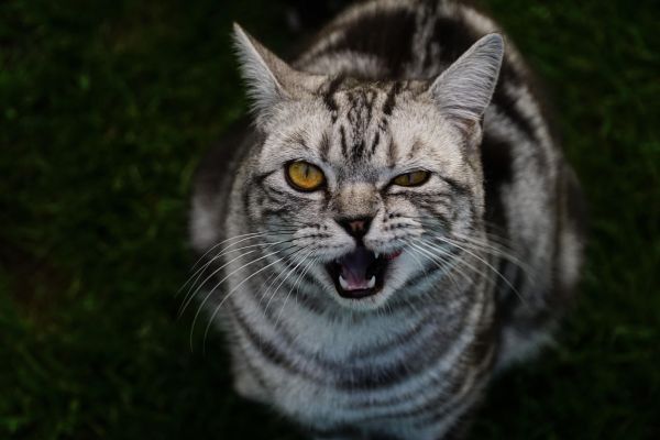 Gatto American Shorthair