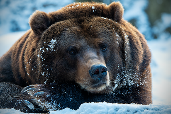 Orso