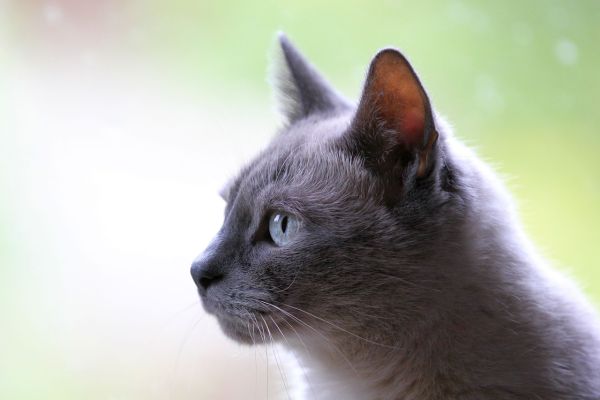 Korat