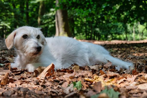 Parson Russell Terrier