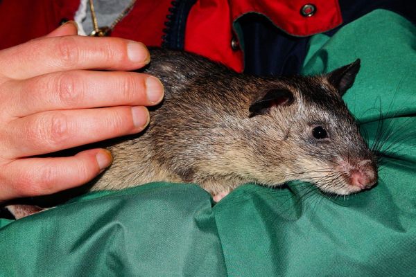 Ratto gigante africano