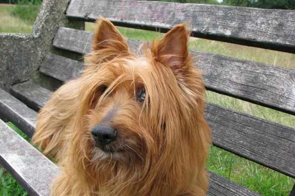 Australian terrier