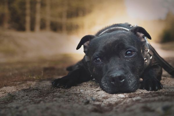 Staffordshire bull terrier
