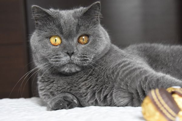 Gatto British Shorthair