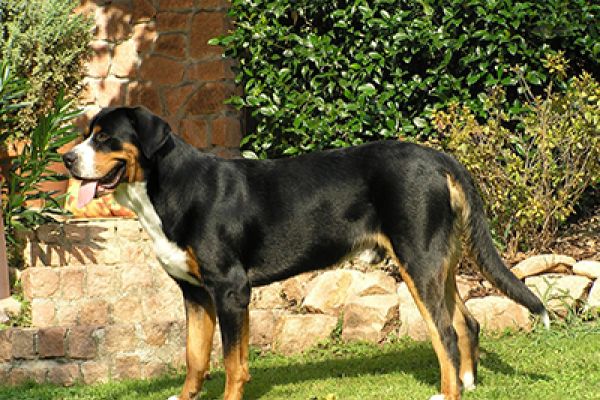 Grande Bovaro svizzero
