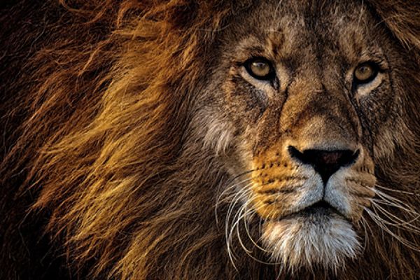 Leone