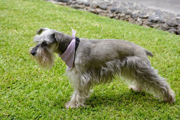 Schnauzer Medio