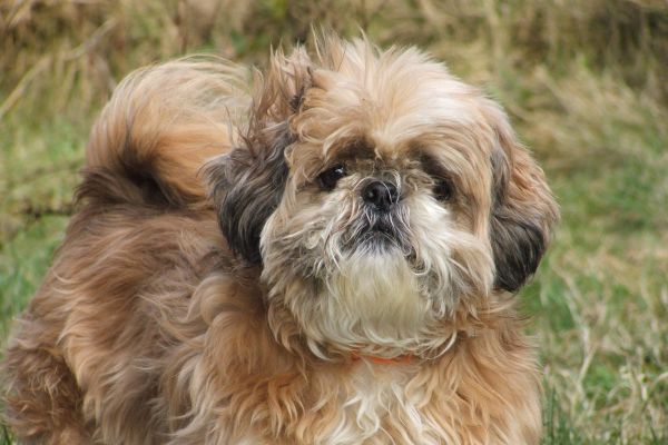 Shih Tzu