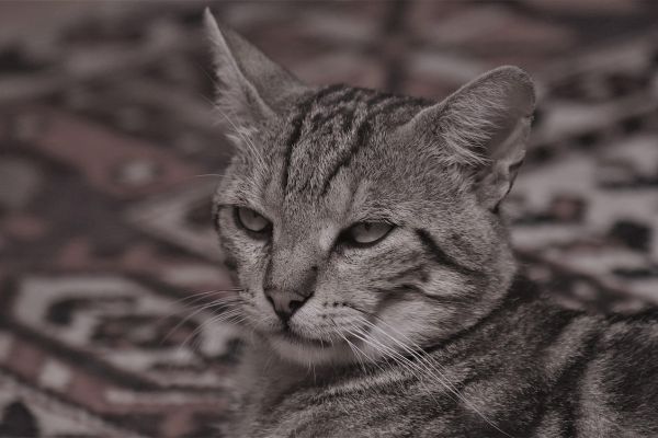 Gatto tigrato