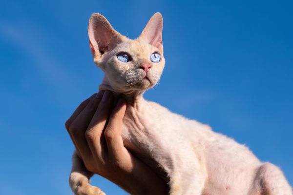 Gatto Devon Rex
