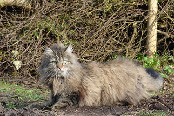 Gatto Norvegese delle foreste