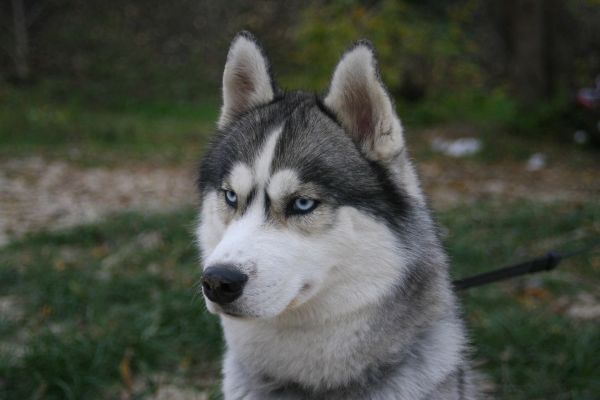 Husky