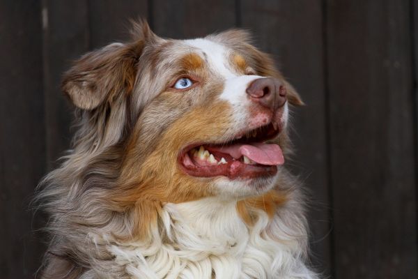 Australian Shepherd