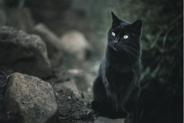 Gatto Nero