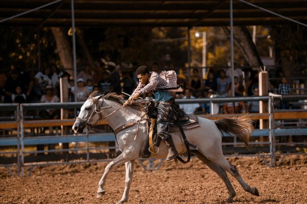 Cavallo Quarter Horse