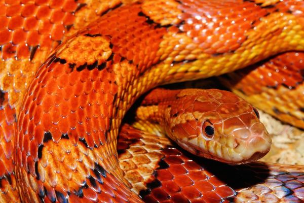 Serpente del grano
