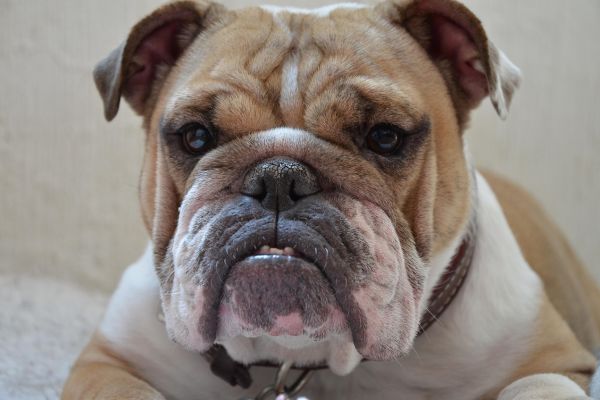 Bulldog Inglese