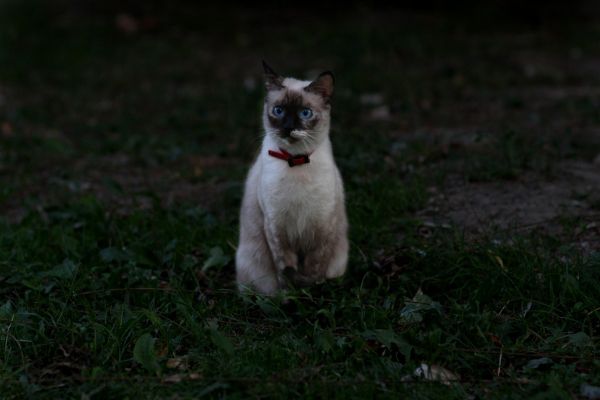 Gatto Birmano