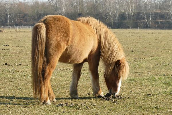 Cavallo Islandese