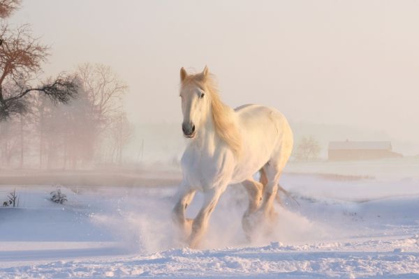 Cavallo Lipizzano