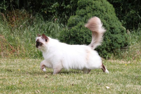 Gatto Sacro di Birmania