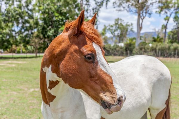 american paint horse
