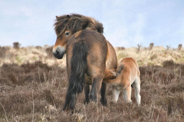 Pony exmoor