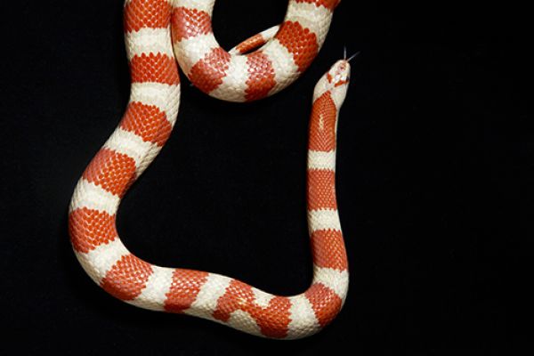 Serpente del latte