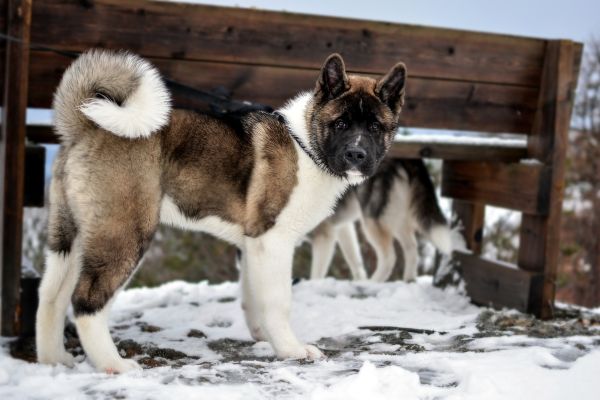 Akita americano