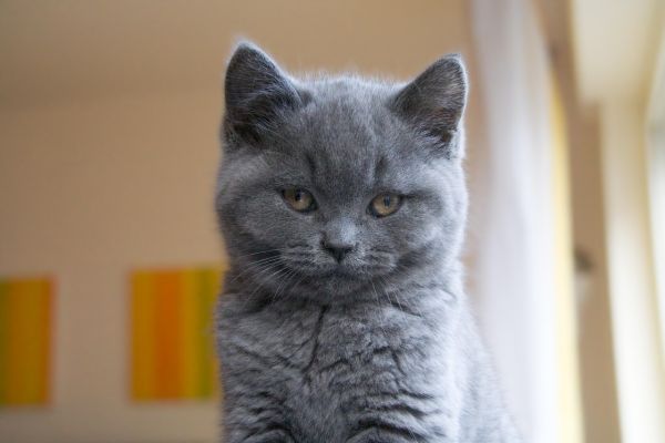 Gatto Certosino