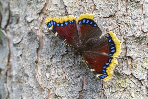 Vanessa antiopa