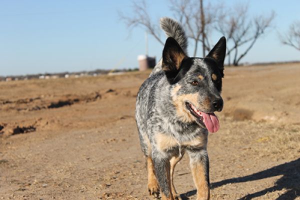 Australin Cattle Dog