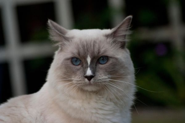 Gatto Ragdoll