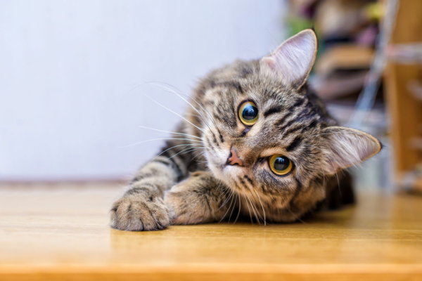 parvovirosi gatto