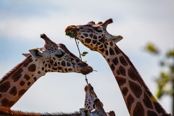 La giraffa reticolata