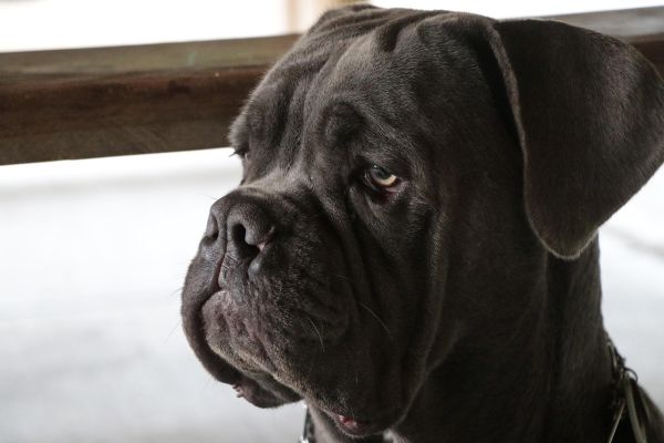 Mastino Napoletano