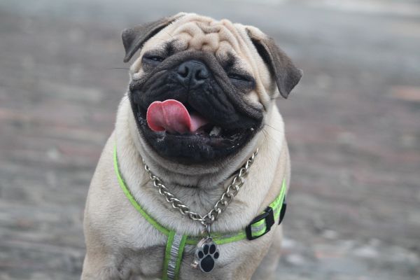 Carlino