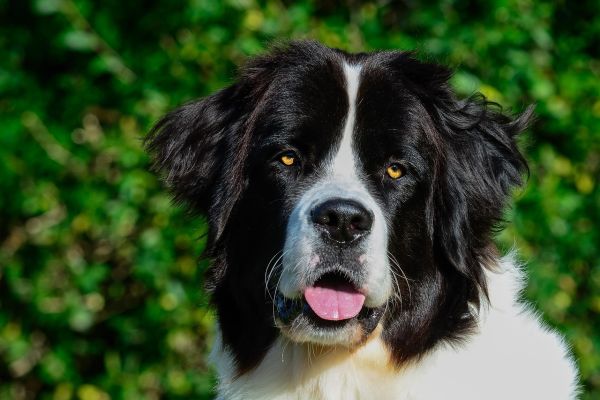 Landseer